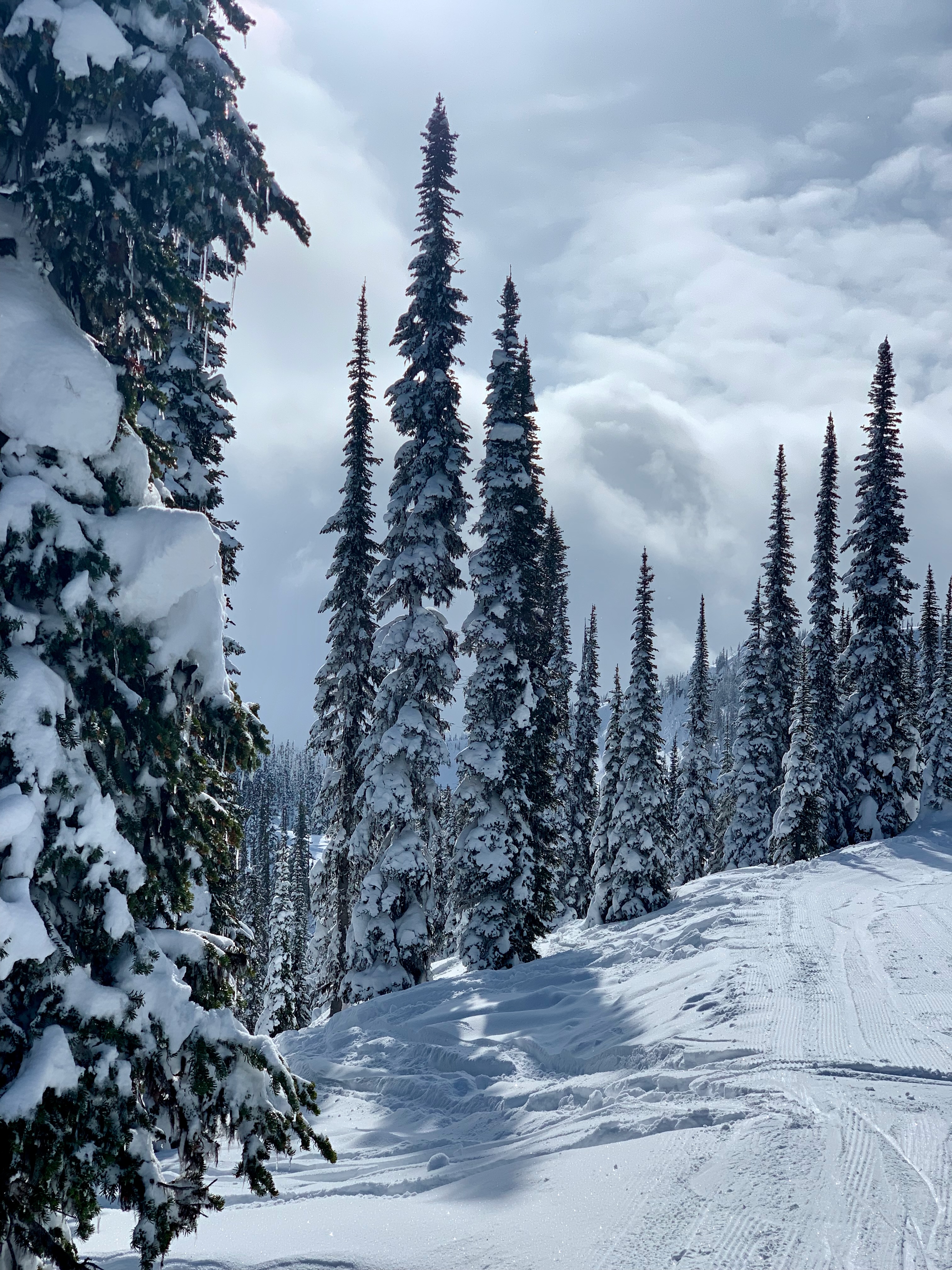 Snowy forest trail